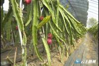 热带水果火龙果随州种植成功