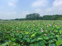 接天莲叶无穷碧  映日荷花别样红