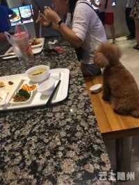 一对男女用公共餐具喂狗喝奶茶，网友们炸了！ 