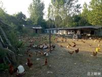 政君农牧：兴一份产业 带一帮农民 做一个品牌 富一方百姓