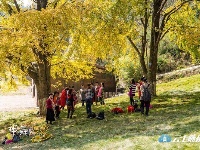 洛阳镇银杏谷：一个来了就不想走的地方