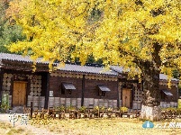 洛阳镇银杏谷：一个来了就不想走的地方