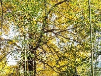 洛阳镇银杏谷：一个来了就不想走的地方