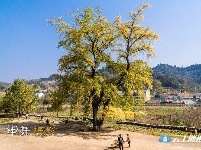 洛阳镇银杏谷：一个来了就不想走的地方