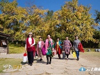 洛阳镇银杏谷：一个来了就不想走的地方