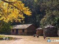 洛阳镇银杏谷：一个来了就不想走的地方