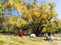 洛阳镇银杏谷：一个来了就不想走的地方