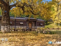 洛阳镇银杏谷：一个来了就不想走的地方