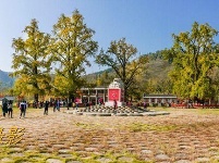 洛阳镇银杏谷：一个来了就不想走的地方