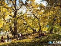 洛阳镇银杏谷：一个来了就不想走的地方