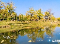 洛阳镇银杏谷：一个来了就不想走的地方