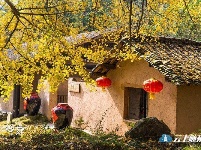 洛阳镇银杏谷：一个来了就不想走的地方