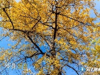 洛阳镇银杏谷：一个来了就不想走的地方