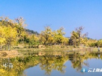 洛阳镇银杏谷：一个来了就不想走的地方