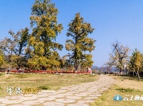 洛阳镇银杏谷：一个来了就不想走的地方