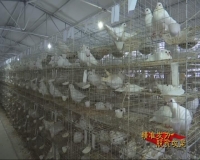 广水城郊油榨桥村：王鸽养殖带动贫困户脱贫致富