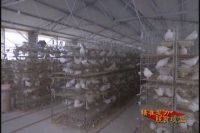 V视| 广水城郊油榨桥村：王鸽养殖带动贫困户脱贫致富