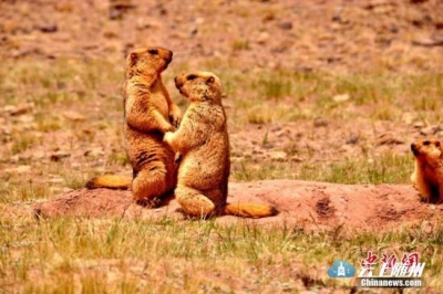 一见钟情是啥感觉？科学家：如同吃糖引发的愉悦感 