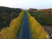 七彩随县|紫薇红叶染醉了环城路上的梧桐