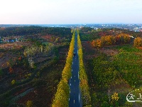 七彩随县|紫薇红叶染醉了环城路上的梧桐