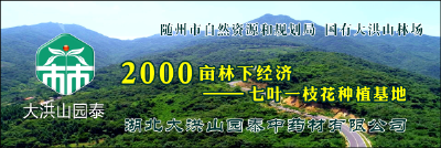 大洪山七叶一枝花   绿色富民的随州药谷