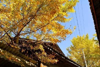 最美的秋天就藏在随州千年银杏谷~ 