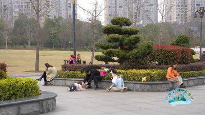 V视| 《创建全国文明城市》文化公园：以草木为媒 赴文明之约