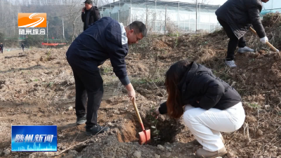 V视| 澴潭镇：植树添新绿 乡村焕生机