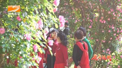 花开随州 鲜花满园醉春光 游人如织醉花香