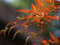 印台之秋
