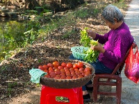 桃源柿子红了