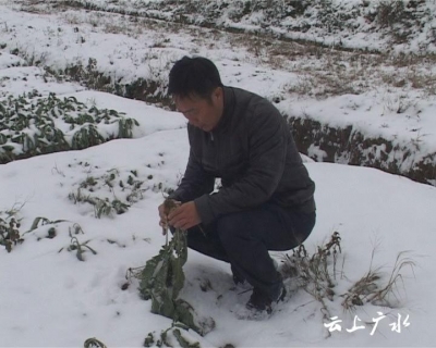 农技专家支招越冬农作物怎样预防冻害