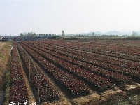 美丽乡村——吴店镇东湾村