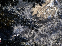 下雪了，好冷OR好美！