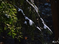 下雪了，好冷OR好美！