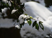 下雪了，好冷OR好美！