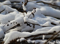 下雪了，好冷OR好美！