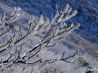 下雪了，好冷OR好美！