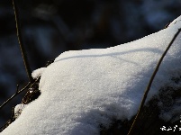 下雪了，好冷OR好美！