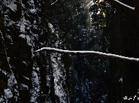 下雪了，好冷OR好美！