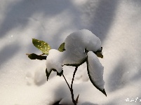 下雪了，好冷OR好美！