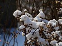 下雪了，好冷OR好美！