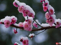 寒梅春来俏