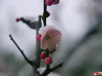 寒梅春来俏