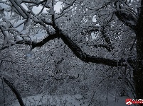 瑞雪兆丰年,三潭金顶现美景
