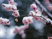 寒梅春来俏