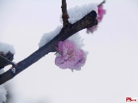 寒梅春来俏