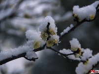 寒梅春来俏