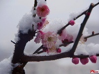 寒梅春来俏