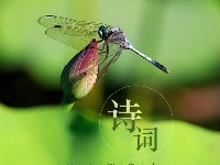 今日立夏 | 盘里的西瓜，午后的蝉鸣，夏天来了